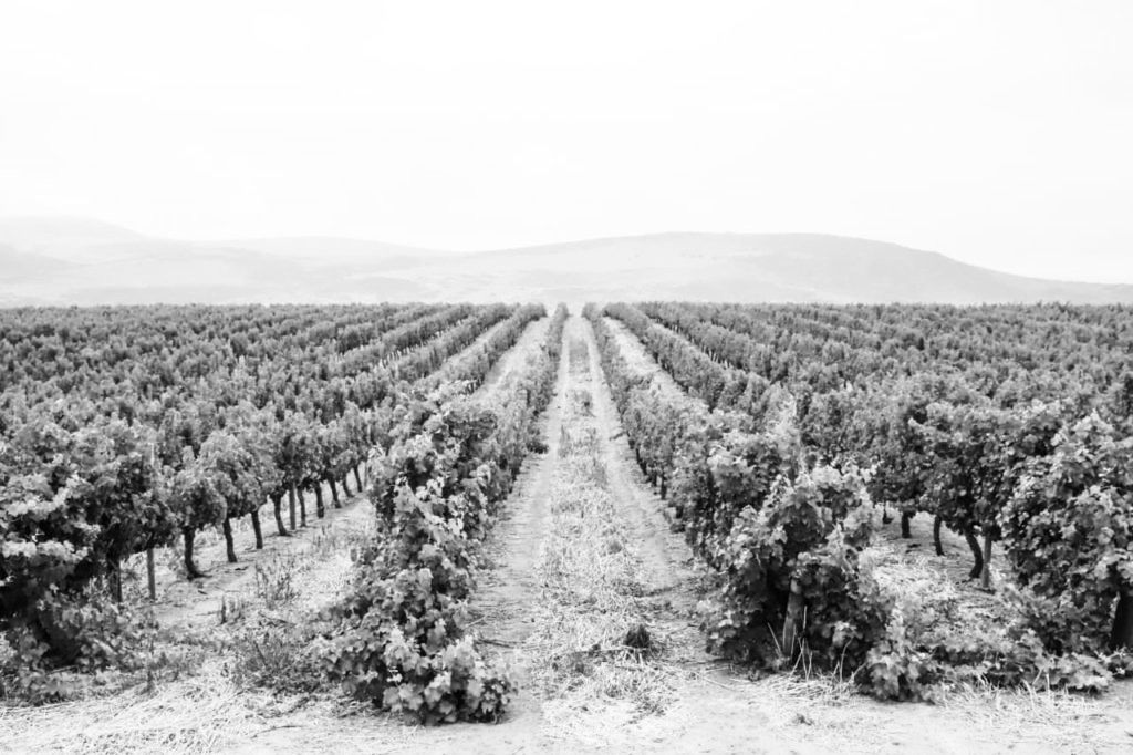 vineyard2